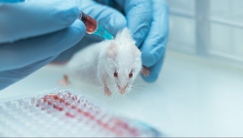 Petition · Repeal/oppose the new laws allowing the testing on animals