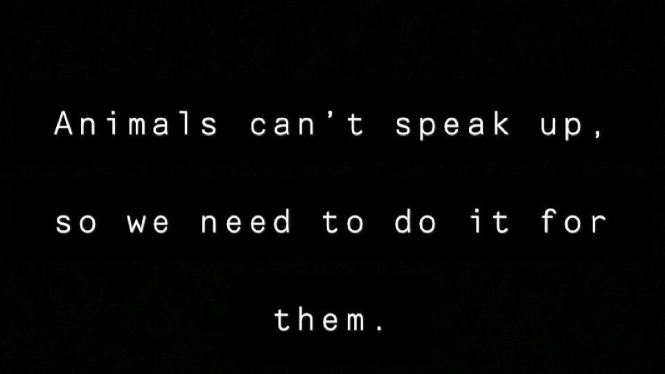 Petition · Stop animal hit&run! Reporting hitting animals/pets with a