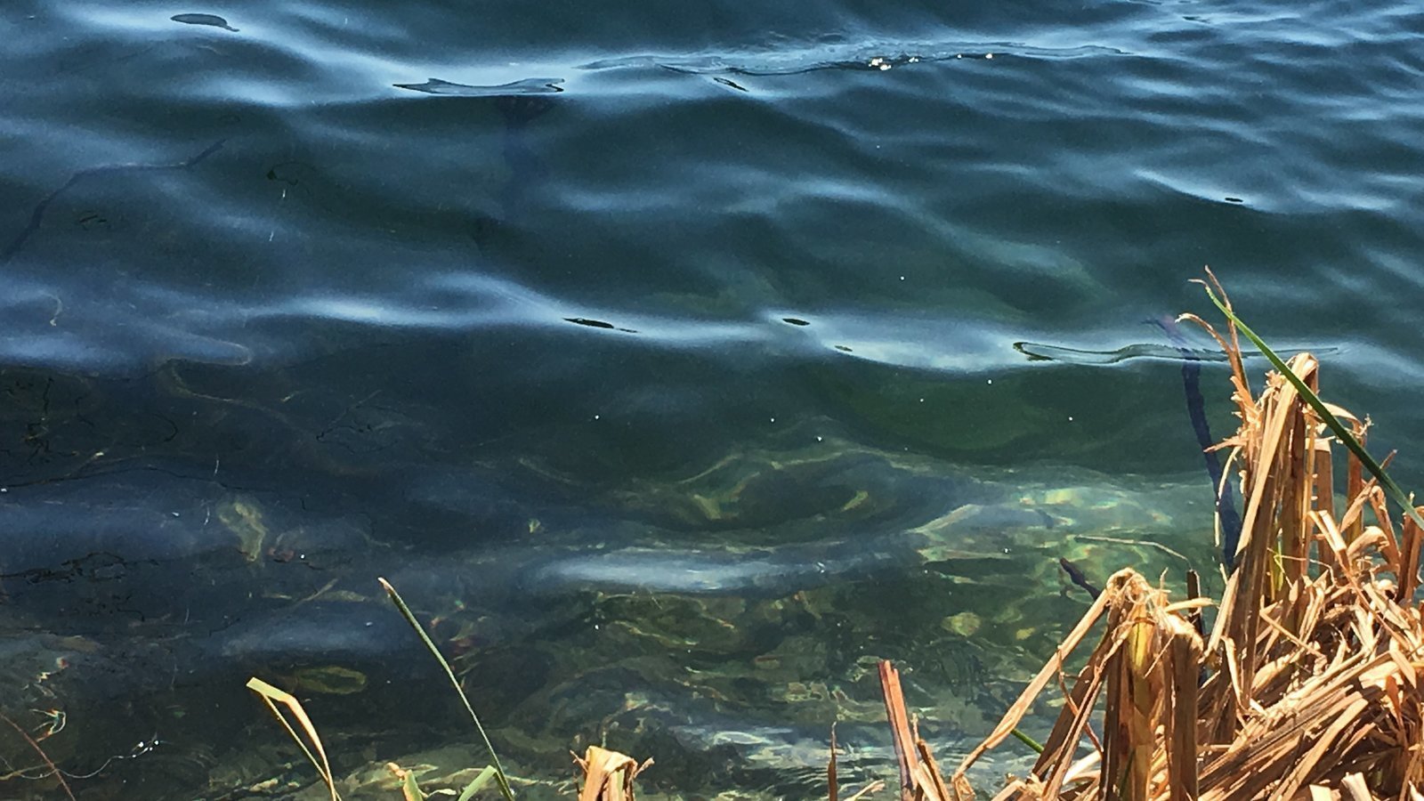 Petition · Open Lake Whitesell for any nonmotorized watersport or water activity. United