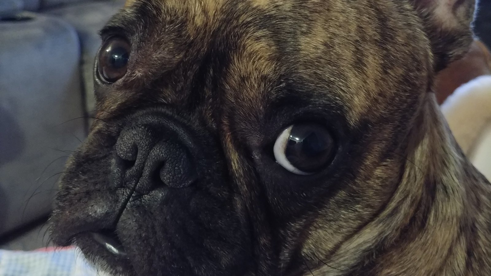 Petition · Stop the sale of pets in pet stores in Illinois. ·