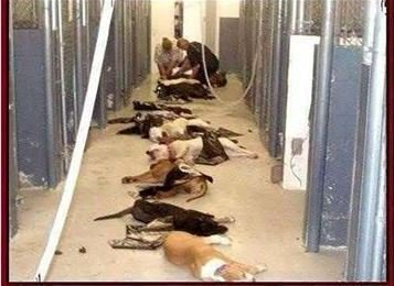 Petition · PLEASE ALLOW RUSTENBURG SPCA TO DO OUT OF TOWN ADOPTIONS ...