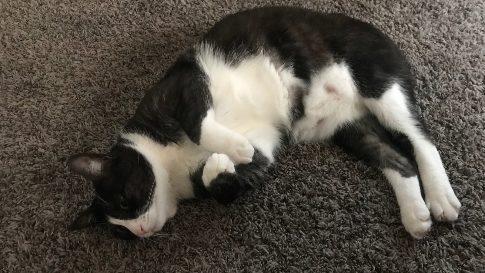 Petition · Pets in Cabin in airlines United States ·