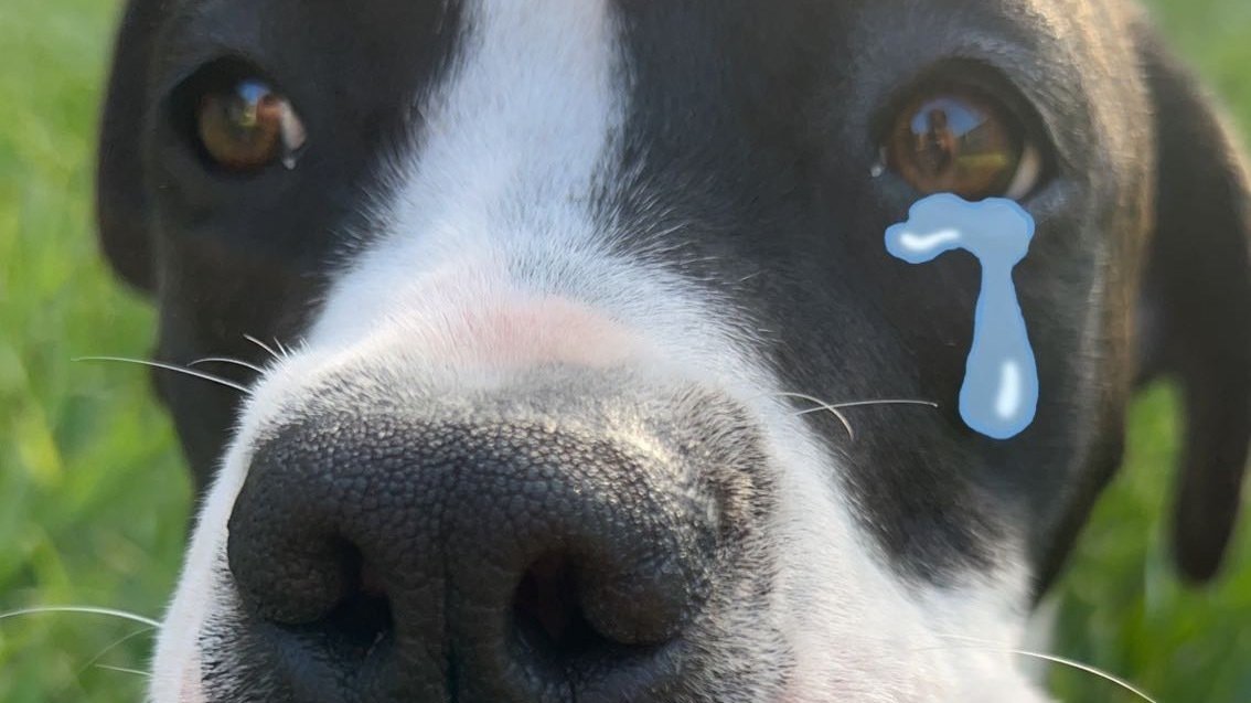 Petition · Second dog ·