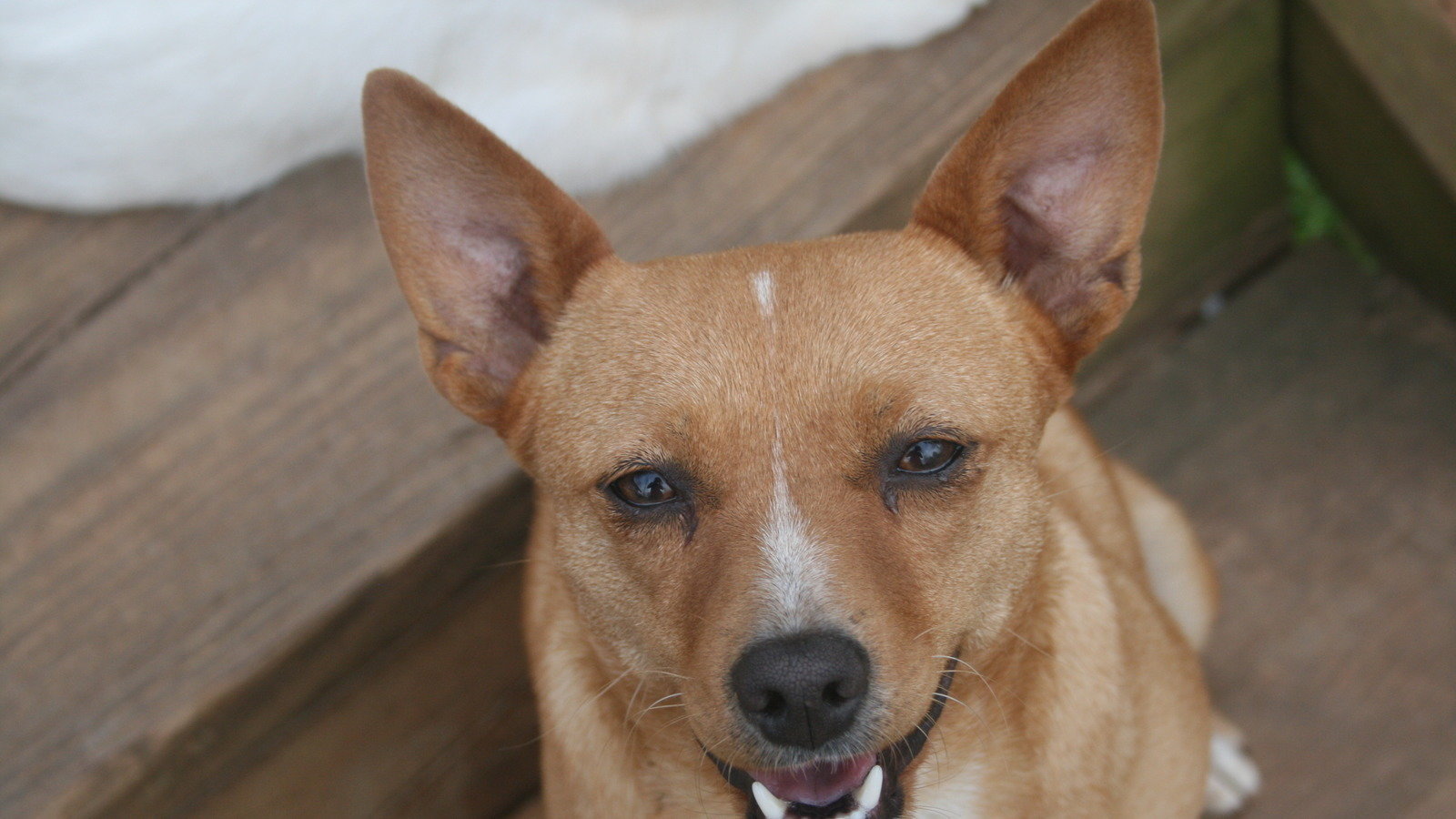 Petition · Change state laws on shooting dogs that are on your land