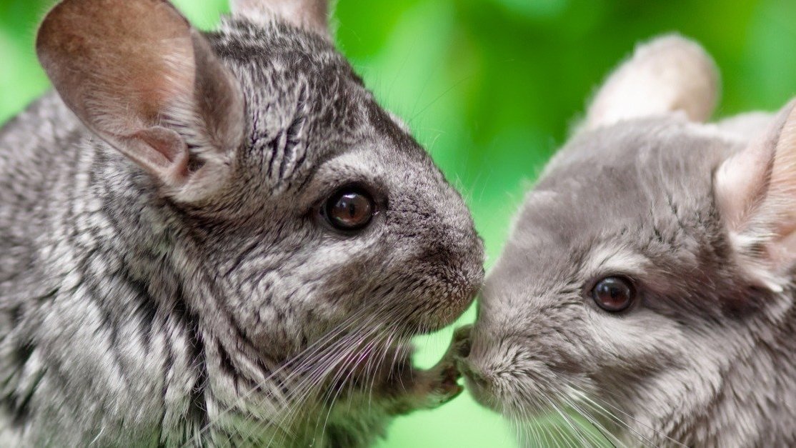 Petition · Preserve the Chinchilla Species for Future Generations