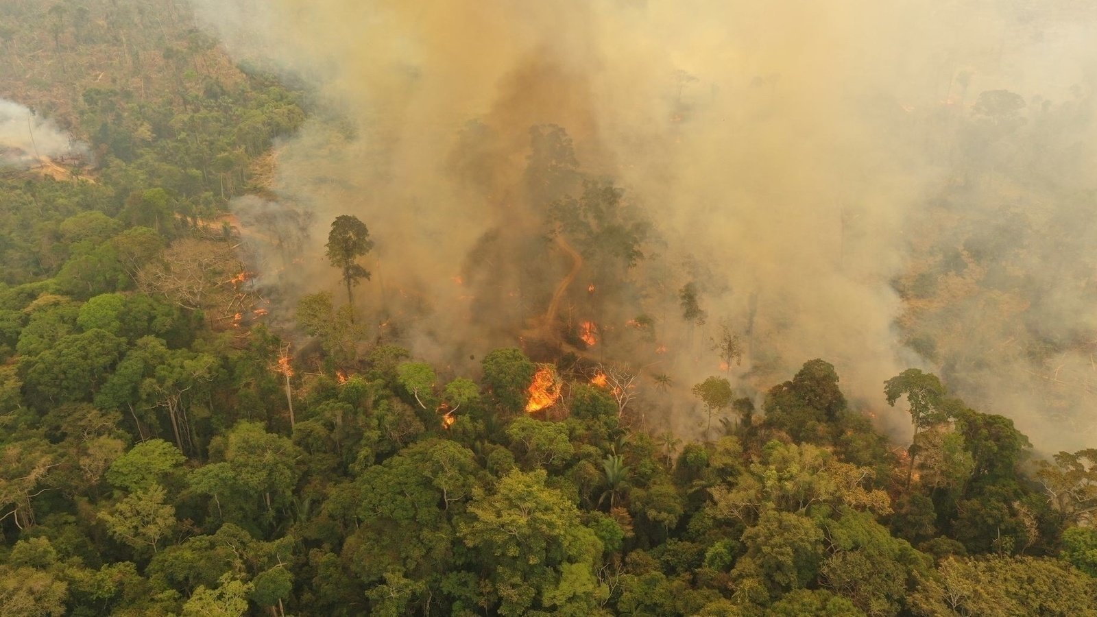 Petition · Save The Amazon Rainforest ·
