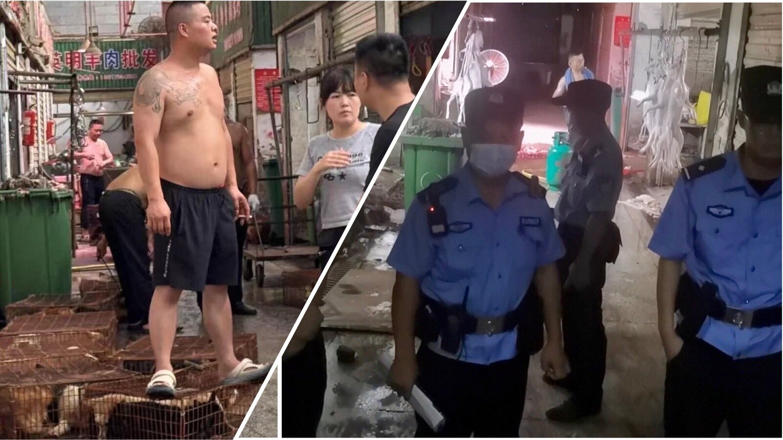 Petition · Shut Down the Brutal Illegal Dog Slaughterhouse in Zhuzhou(00)