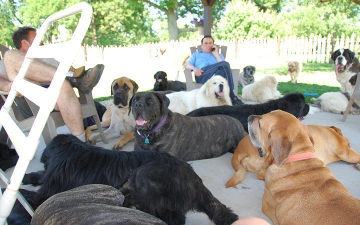 giant breed dog rescue