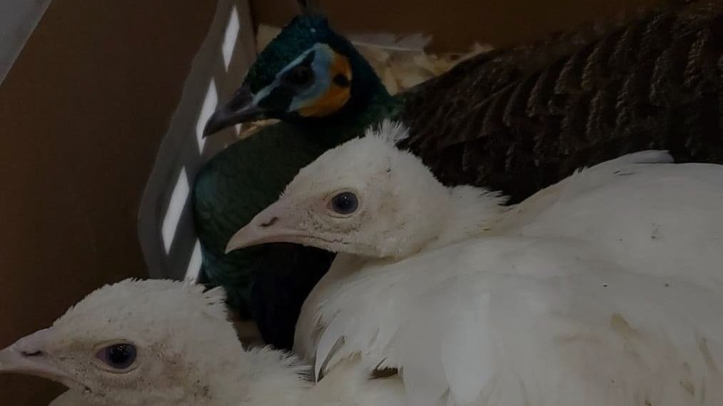 Petition · Lower the cost of USPS transportation for live animals