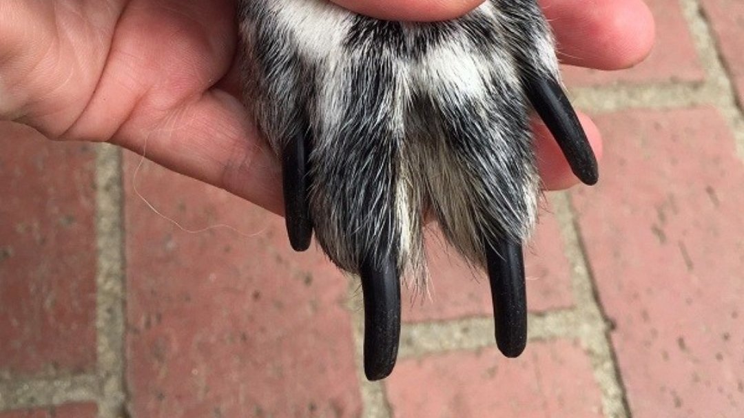 Petition · Allow pet groomers to open up their business during lockdown