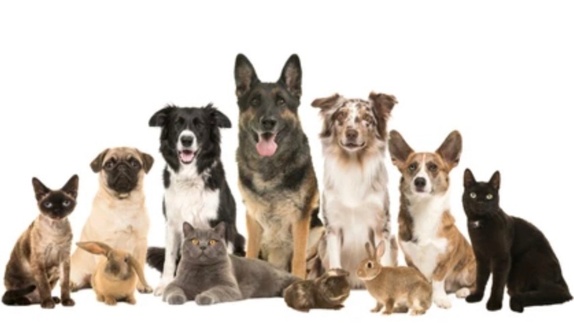 Petition · It’s time we start Claiming our pets on our federal & State