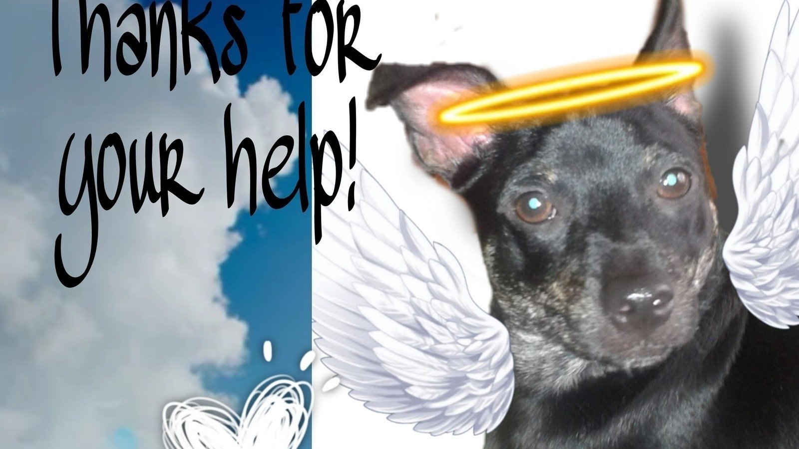Petition · Death of a Pet No Money for the Vet (Benny's Law) United