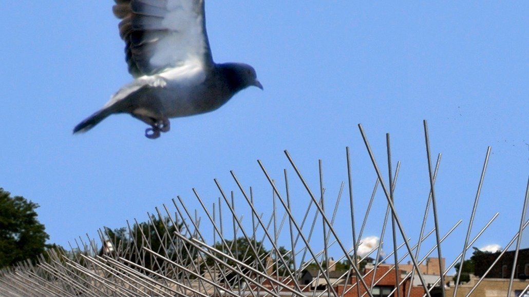 Petition · Ban bird deterrent spikes on buildings and light fixtures