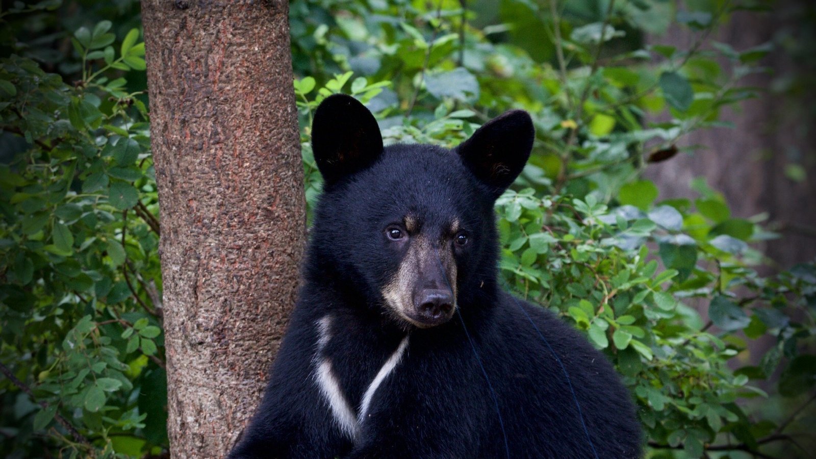 Petition · Support for the Bear Protection Act of 2019 (H . R. 2264