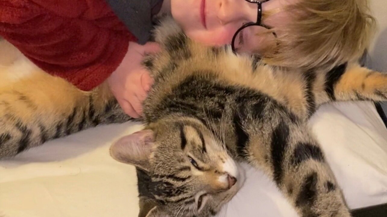 Petition · Mandate Reporting of Vehicle Accidents Involving Cats