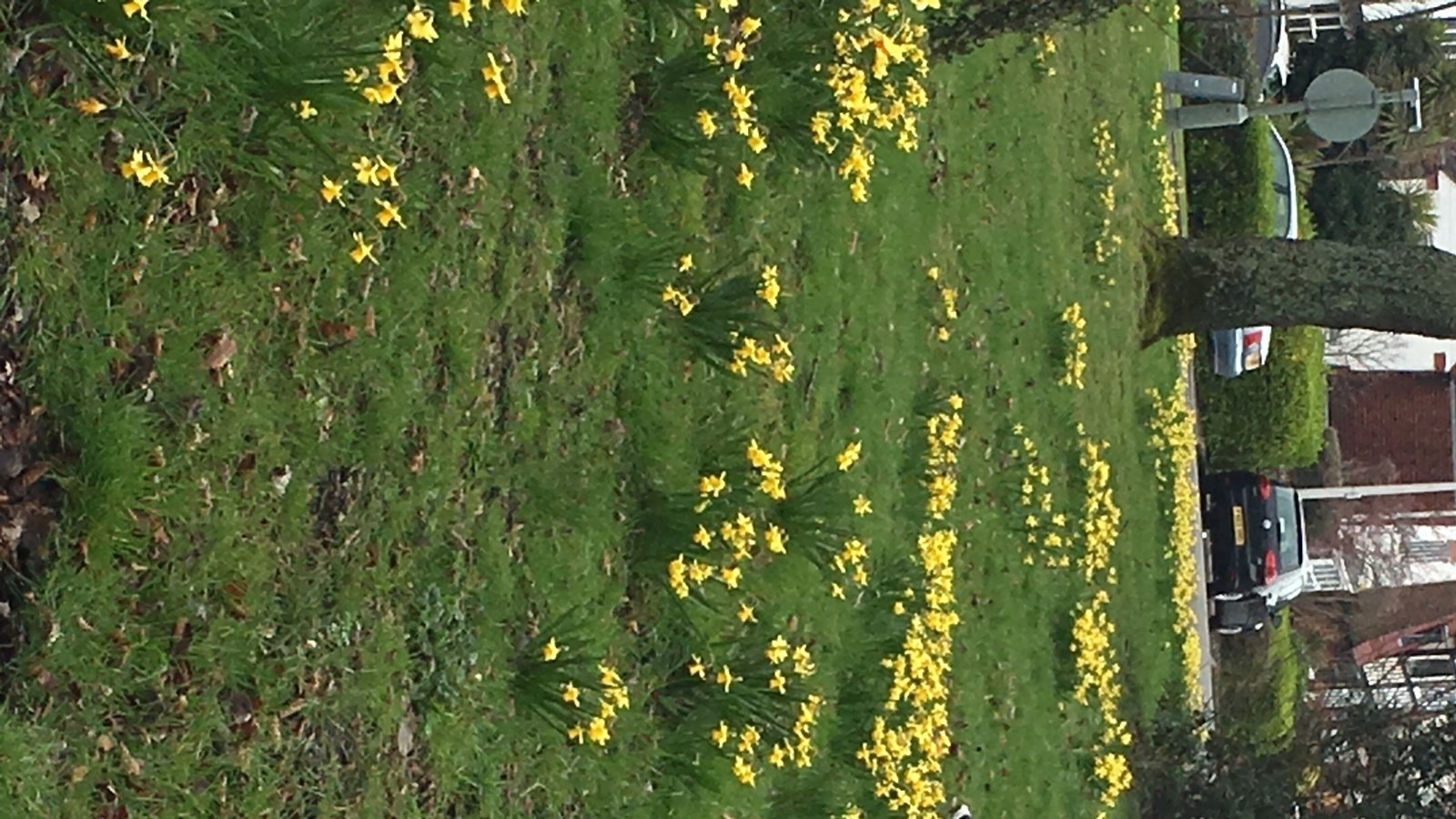 Petition · Save The Spinney in Dale Gardens Say NO to the Grow Zone