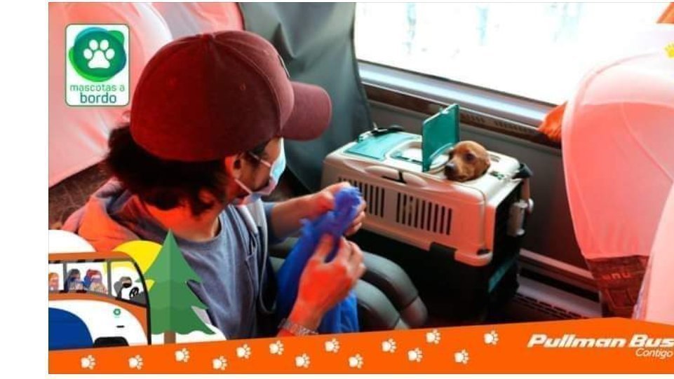Petición · Pullman Pet friendly a todo destino y todas las razas sin