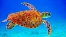 Petition · Saving the Sea Turtles Starting with E . Rivers! - Atlanta ...