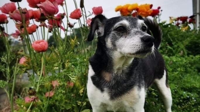 petition-emergency-after-hours-vet-care-needed-in-rotorua-new