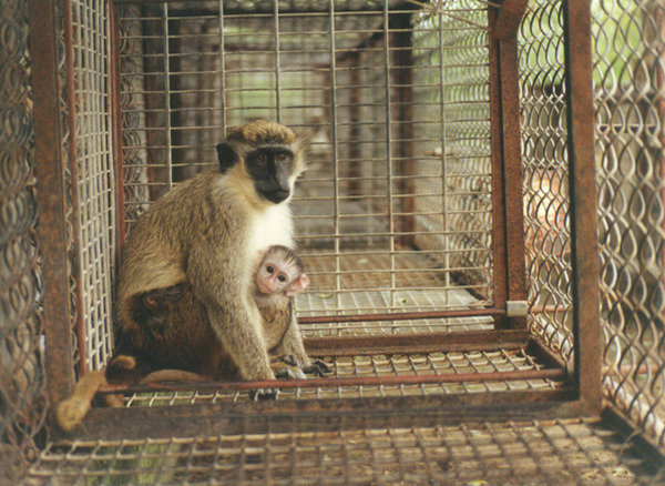 Petition · St. Kitts & Nevis: Halt the export of wild monkeys - United