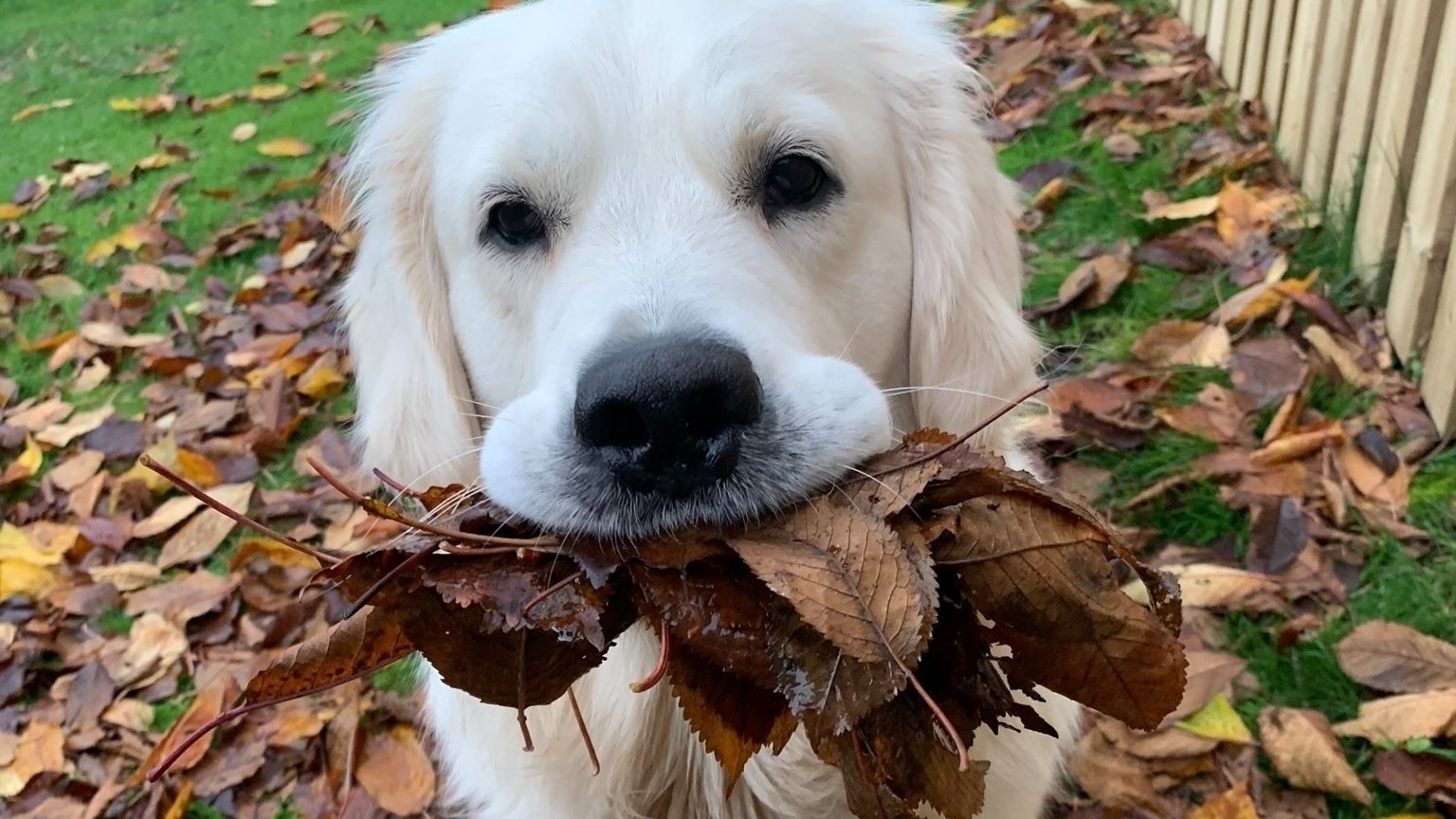 Petition · Increase Support for dog leash laws in the UK United