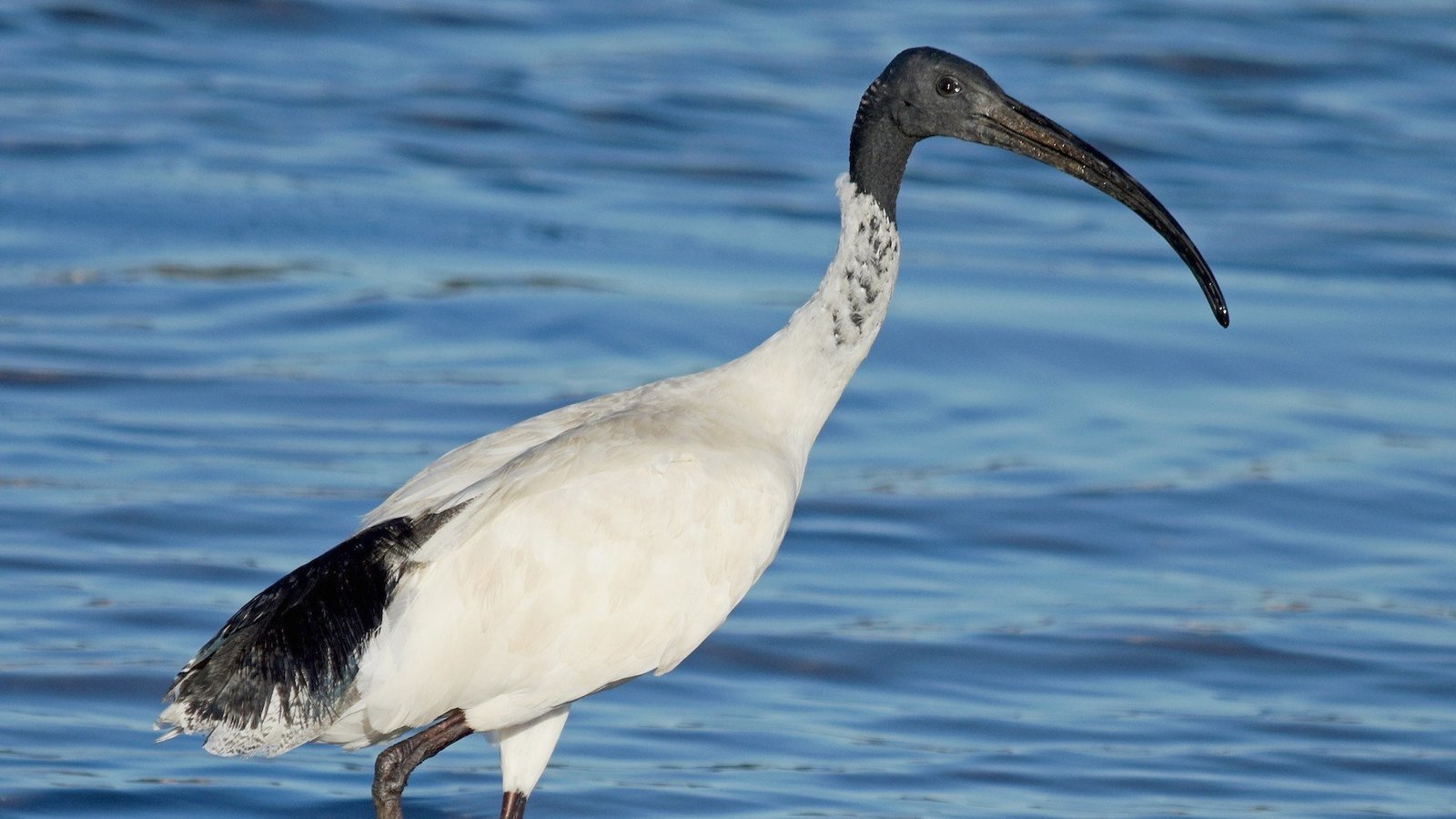 Petition · Make the Ibis/Bin Chicken the official mascot of the 2032