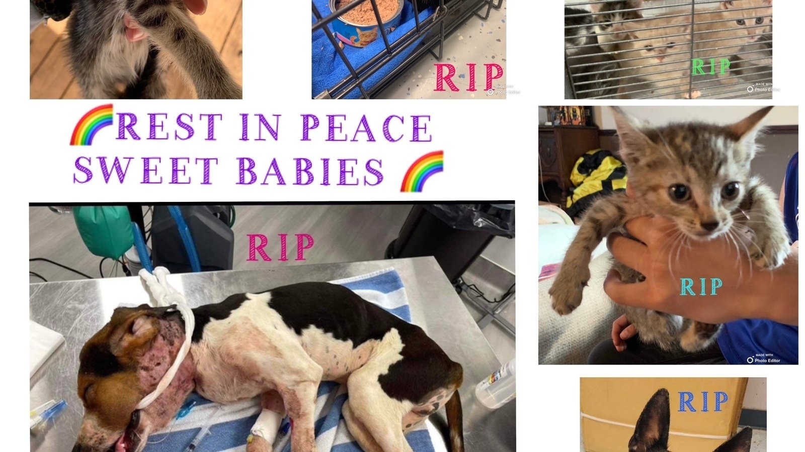 Petition · Protect the innocent fur babies of the Lee County Animal