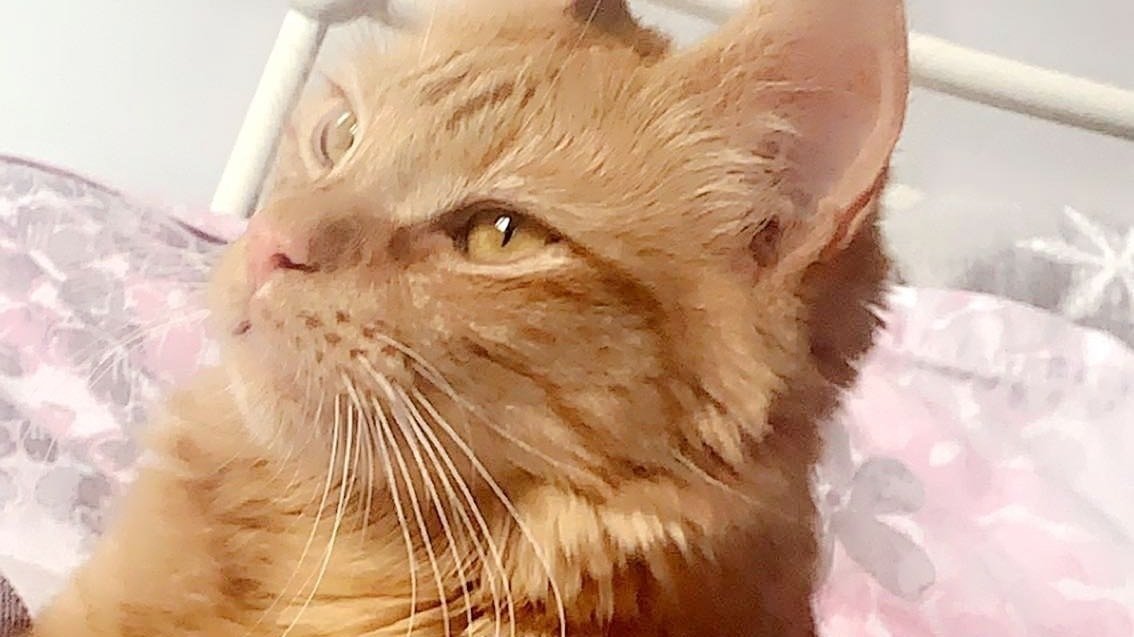 Petition · Legal requirement to stop if you have a collision with a cat