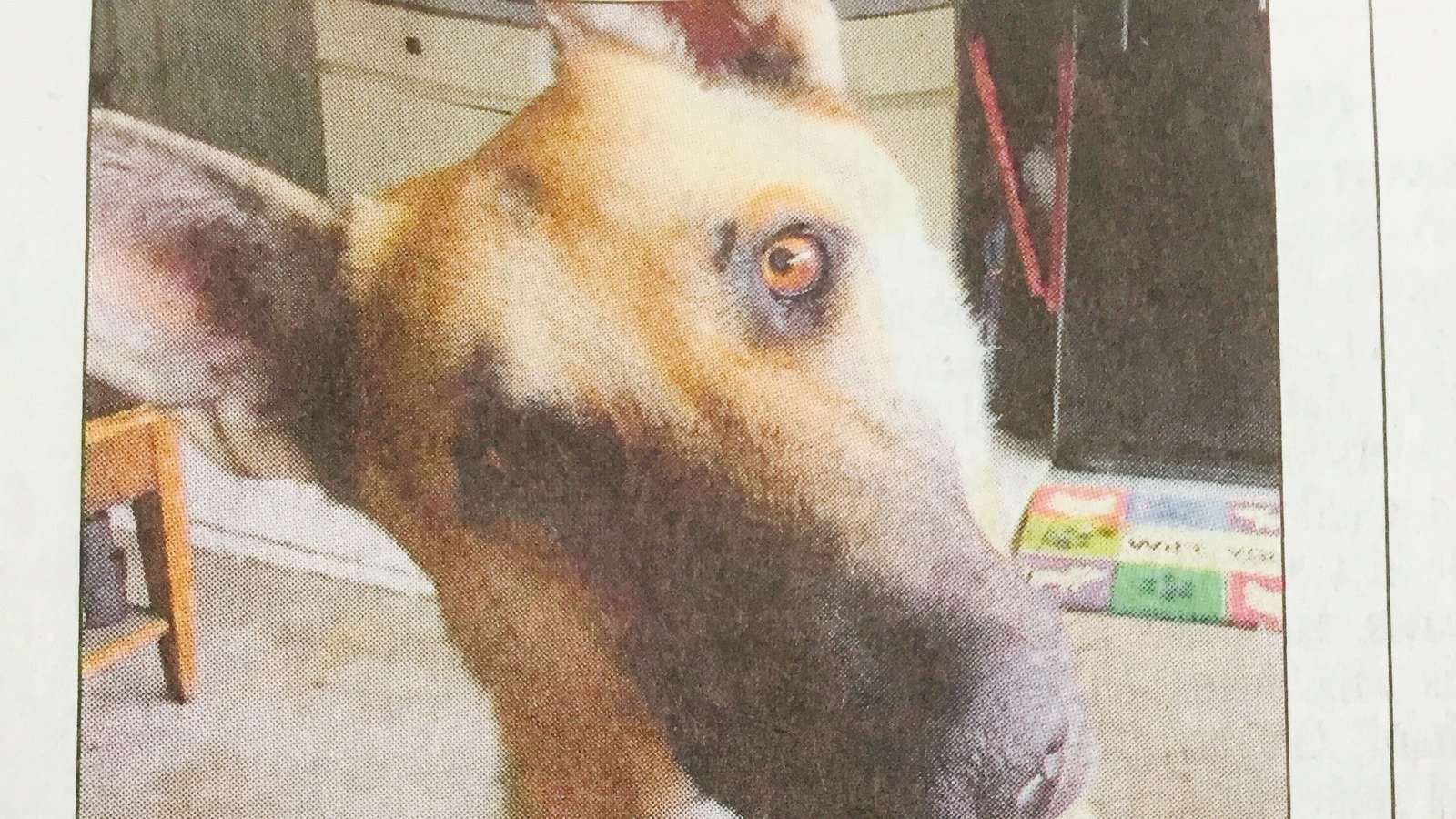 petition-strengthen-sc-animal-cruelty-laws-united-states-change