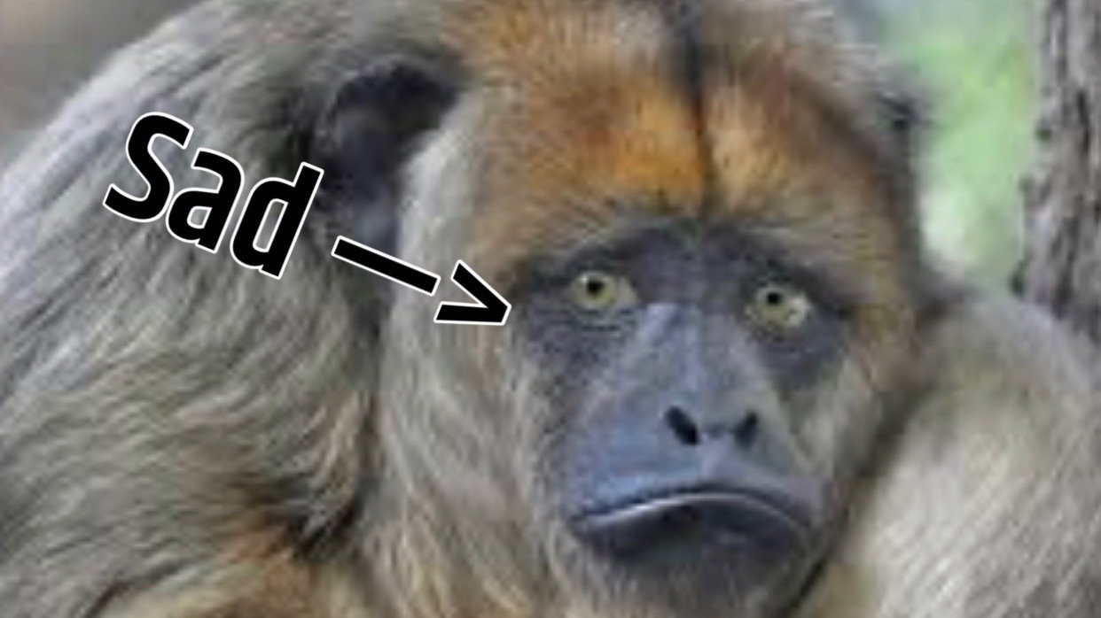 Petition · Help monkeys have the ability to purchase hair products