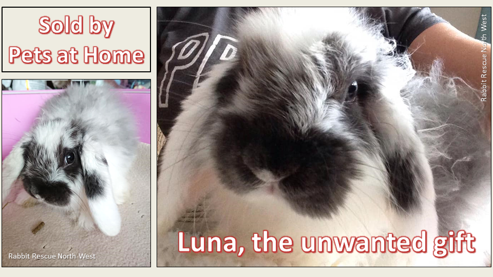 rabbit rescue north west
