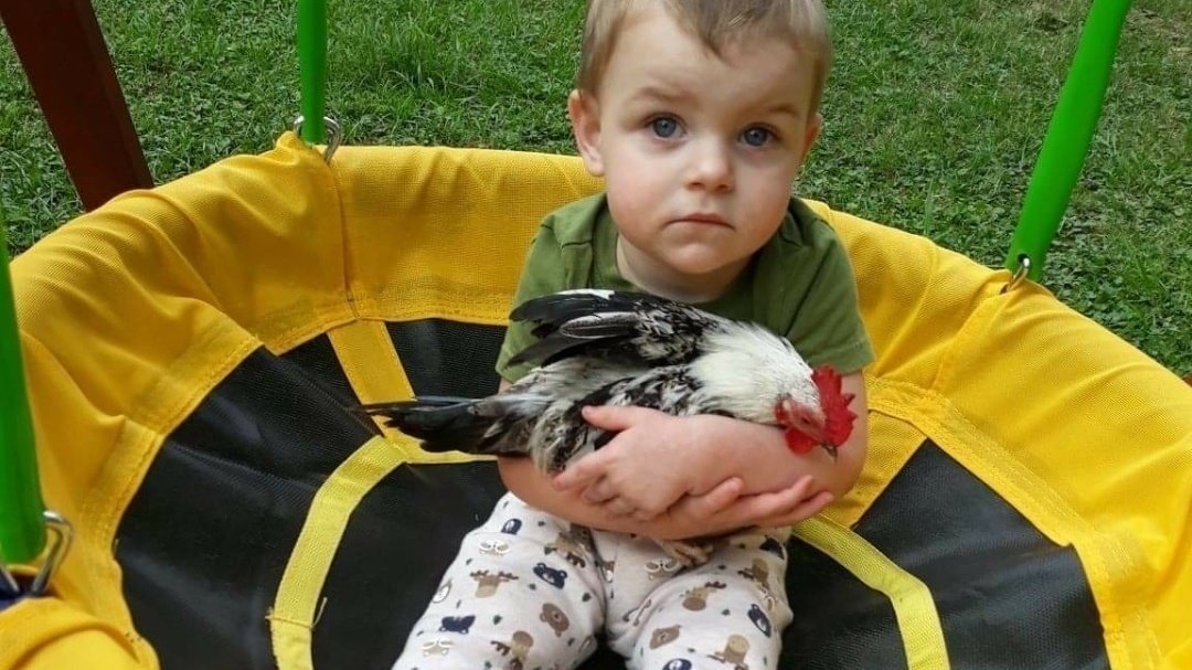 Petition · To maintain chickens within city limits of Coalgate Oklahoma