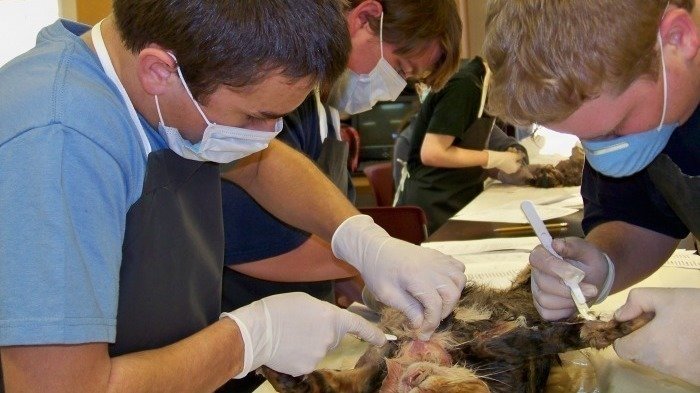Petition · Stop animal dissections in schools - United States · Change.org