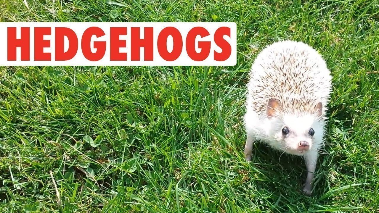 Petition · Make hedgehogs legal ·