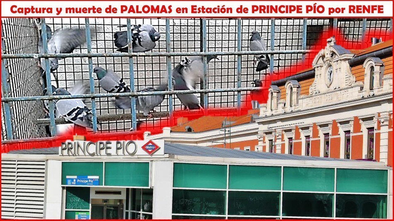 Petición · Stop captura de palomas en Estación Príncipe Pío por Renfe