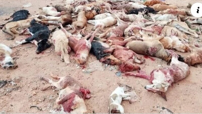 Boycott Egypt Tourism Until Dog Torture Ends
