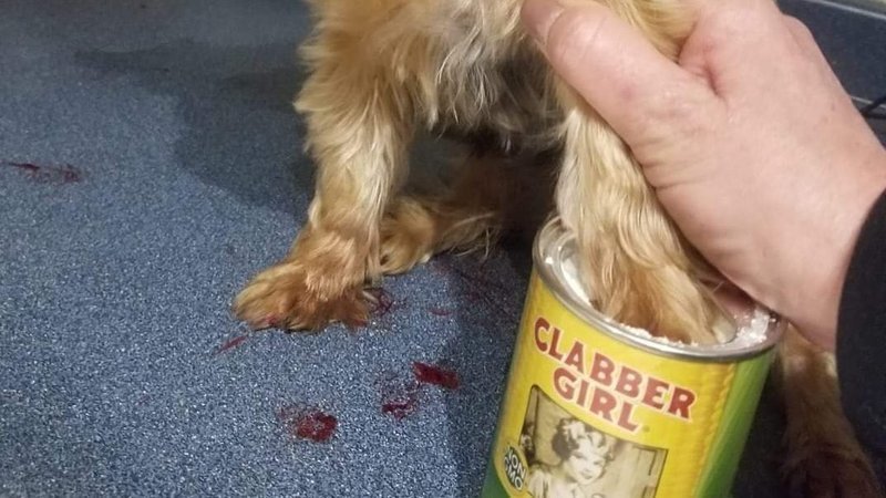 essential dog grooming