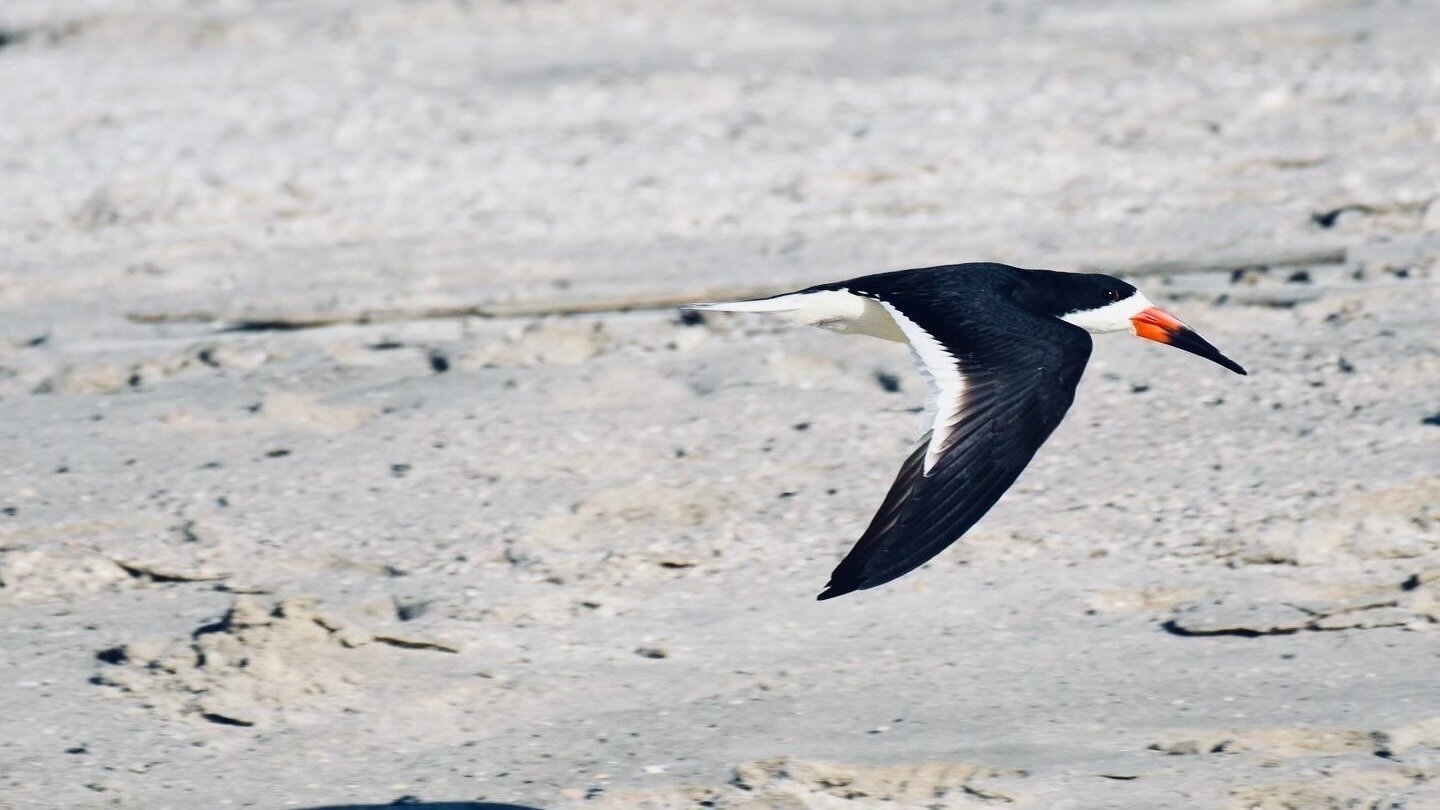 Petition · Designate the Black Skimmer as South Carolina's Official