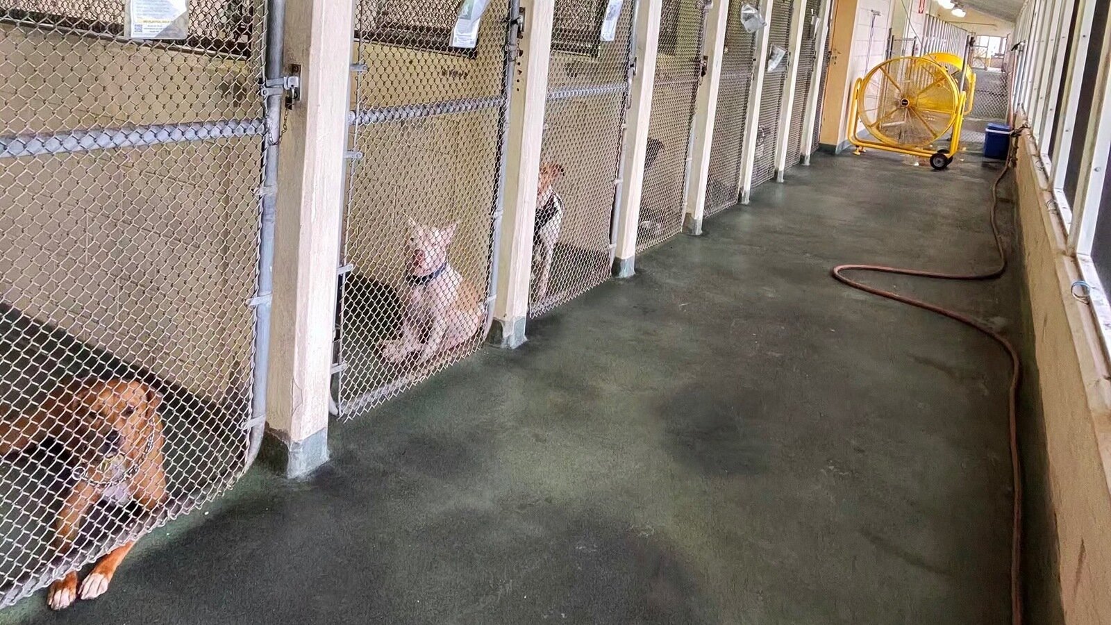 Petition · Diamond’s Law: Reclassify Dogs as Sentient Beings in Florida ...