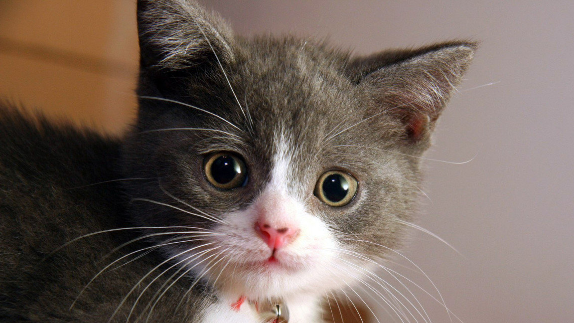 Petition · Amend Texas Education Code 26.010. to allow alternatives