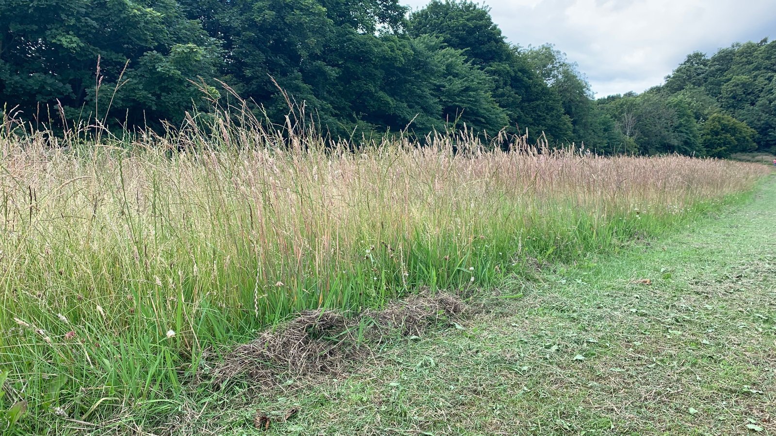 Petition · Fife Council Cut the grass outside Burnbank/Braeside