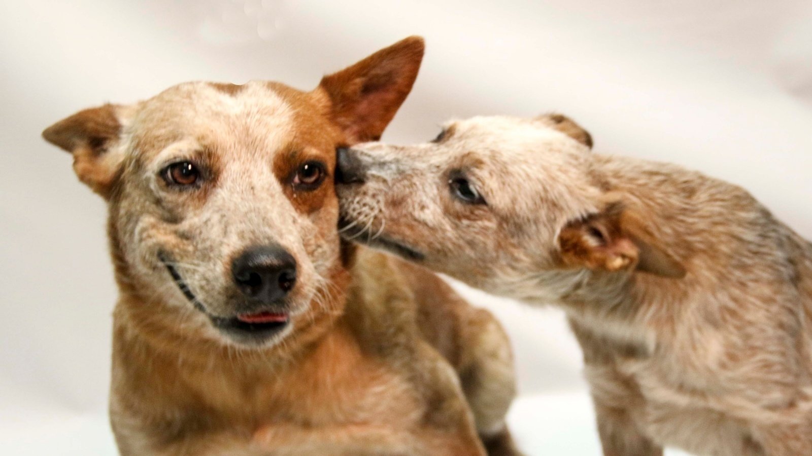 Petition · Press charges on Elmer Givens, Jr. for his dog fighting ring