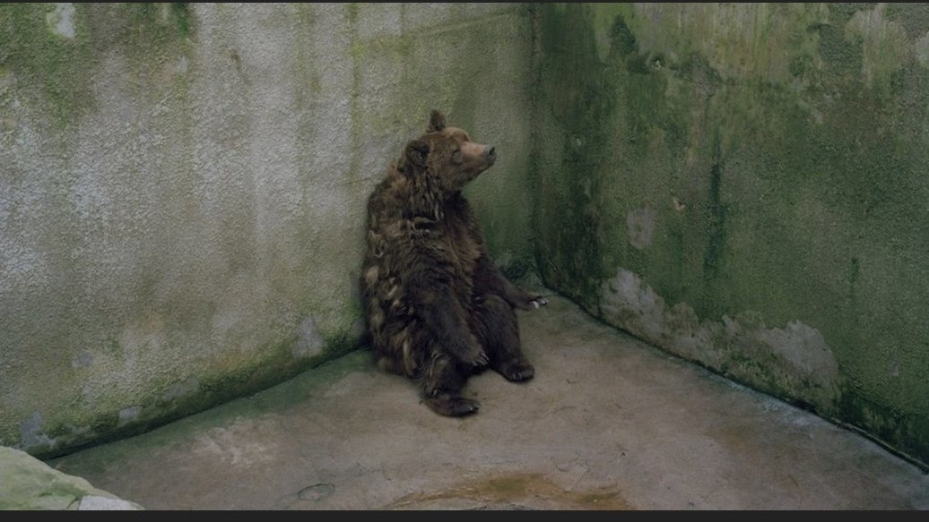 Petition · Free the zoo animals after quarantine ·