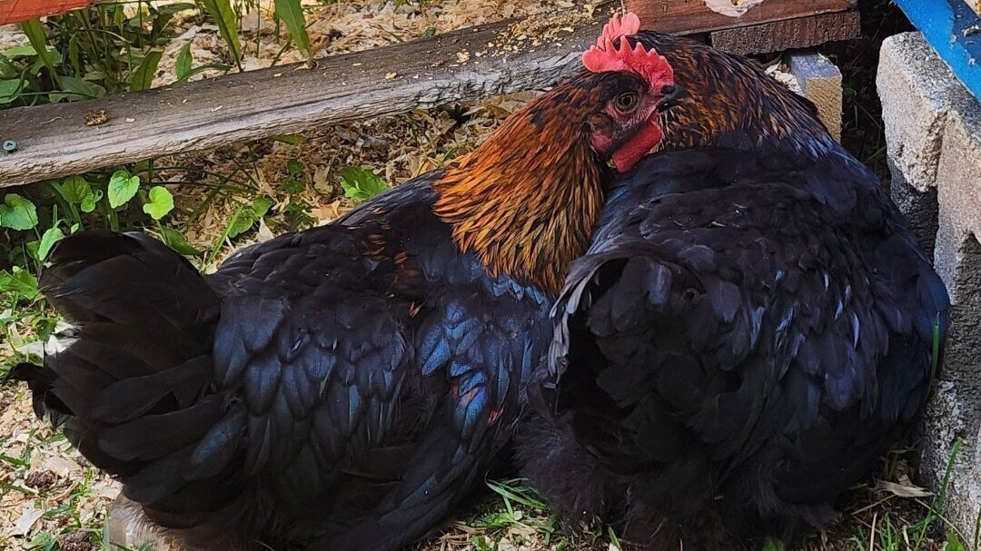 Petition · Save backyard/pet chickens and roosters! Canada ·