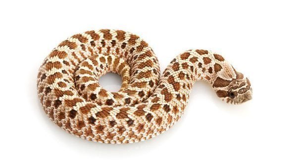 Petition · Make captive bred Western Hognose snakes legal in Colorado - United States · Change.org