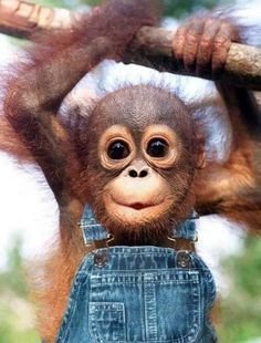 Petition · Make pet monkeys legal in Australia - Australia · Change.org