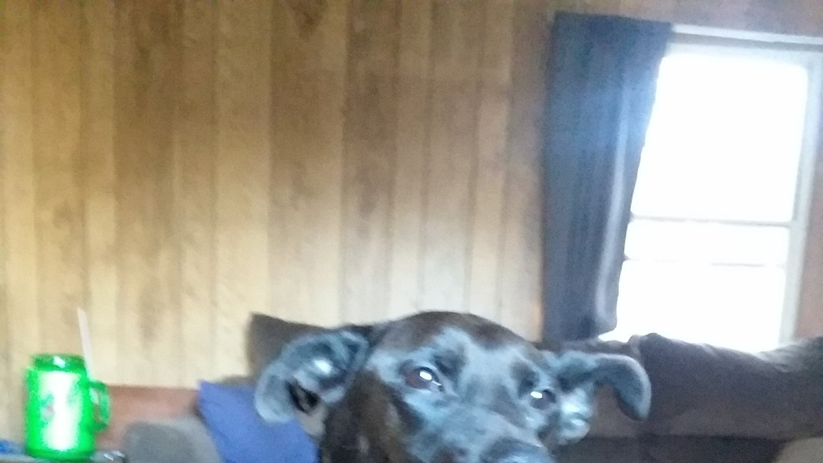 Petition · Make it to where vets can't turn away seriously sick or