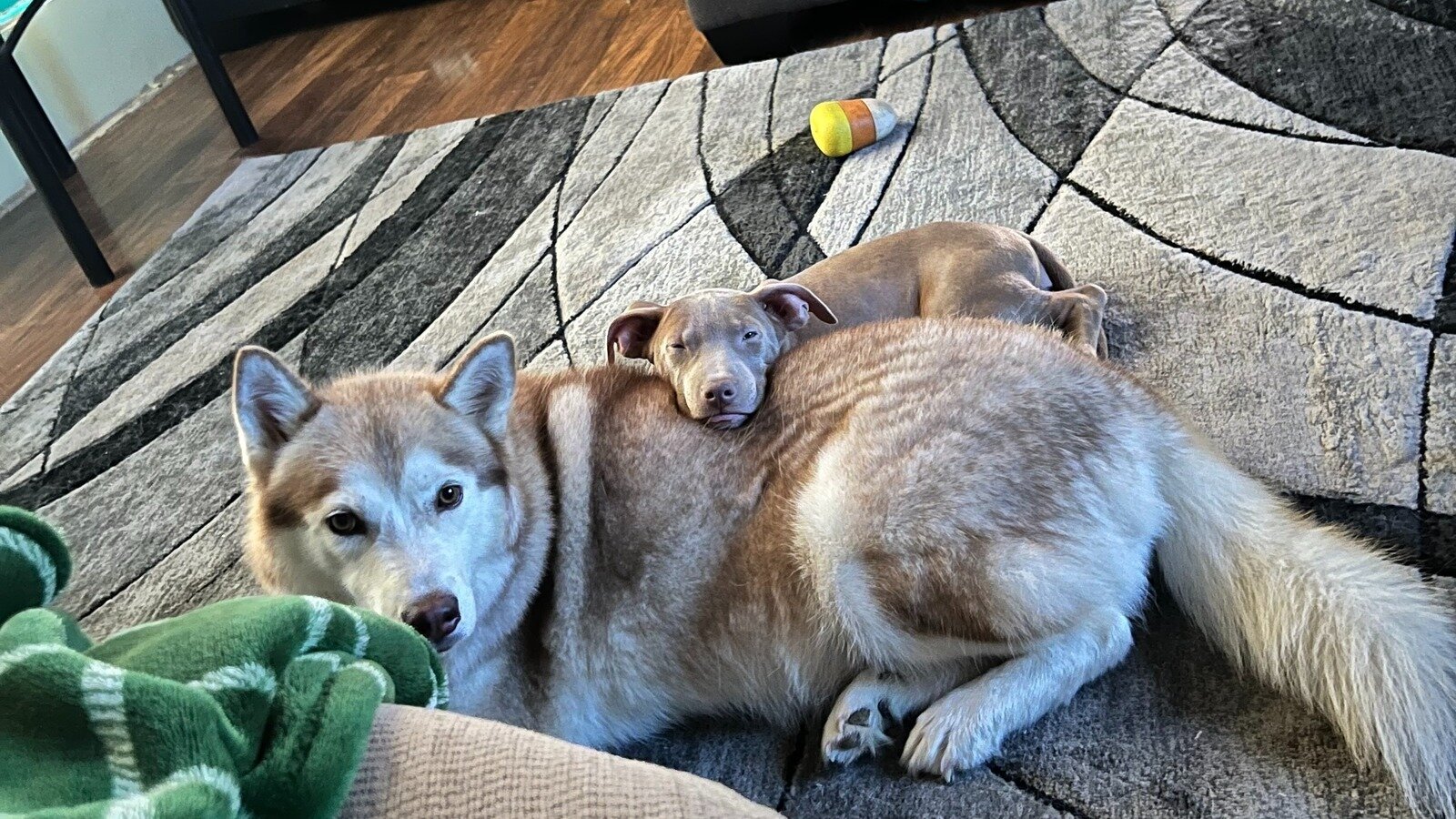 Petition · New Mayor for Blue Mountain Ms Blue Mountain, United