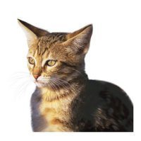 ChangeOrg profile picture for @Debbie