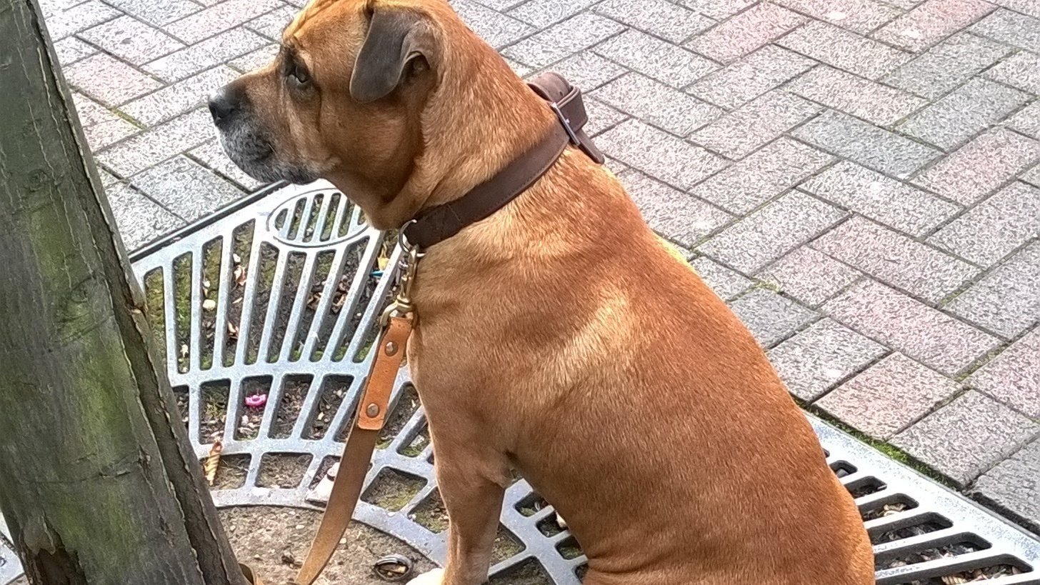 Petition · Make it illegal to leave dogs tied up outside shops and any